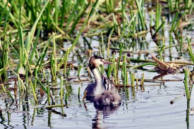 Duck swimming on lake