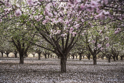 View of cherry blossom trees on field