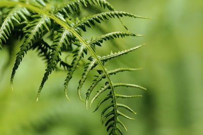 Close-up of fern