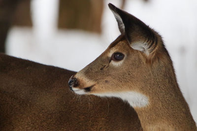 Close-up of a deer