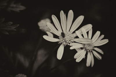 black and white