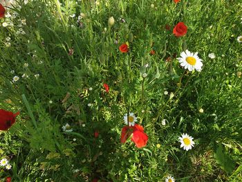 High angle view of flowering plants on field