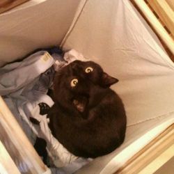 Portrait of cat
