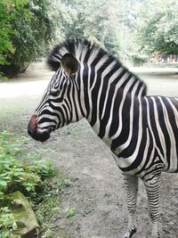 animal themes