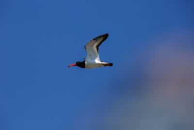 Low angle view of seagull flying against sky