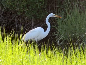 White heron on grass