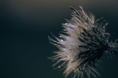 Close-up of wilted plant