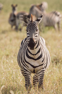 Zebra on field