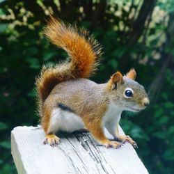 Squirrel on wood