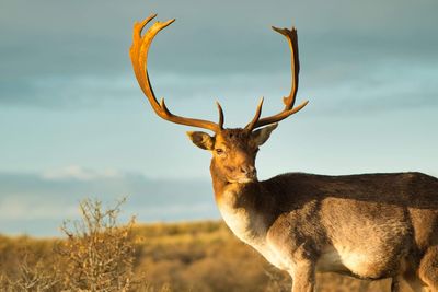 Deer standing in a field