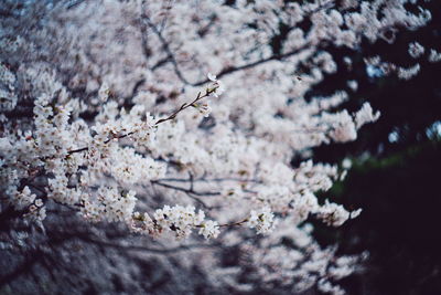 Close-up of cherry blossom