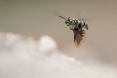 Close-up of insect on flower