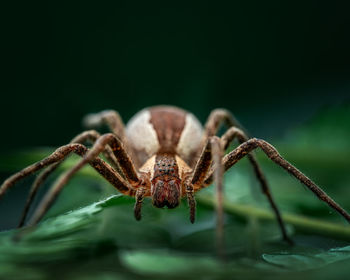 Close-up of spider