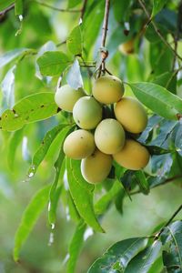 Close-up of fruits on tree