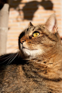 Close-up of a cat looking away