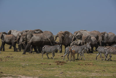 Flock of sheep grazing on field against clear sky