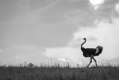 Birds on field against sky