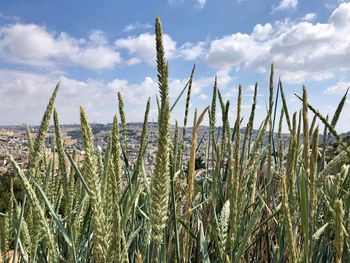 Close-up of stalks in field against sky