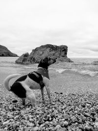 View of dog on beach