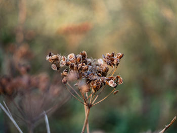 Close-up of wilted plant