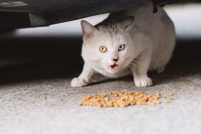 Portrait of cat having food on street