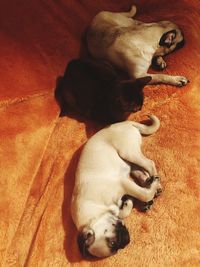 Close-up of dog lying down