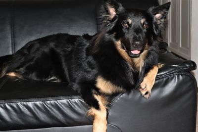 Portrait of black dog sitting on sofa at home