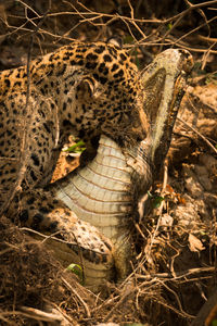 Jaguar hunting crocodile at forest