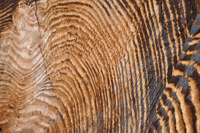 Full frame shot of a animal