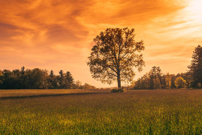 Trees on field against sky during sunset