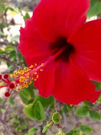 Close-up of red hibiscus blooming outdoors