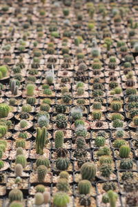 High angle view of plants growing on field