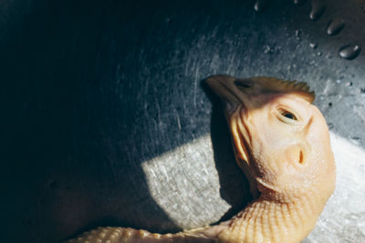 Close-up of dead chicken on ground