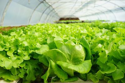 Close-up of plants in greenhouse
