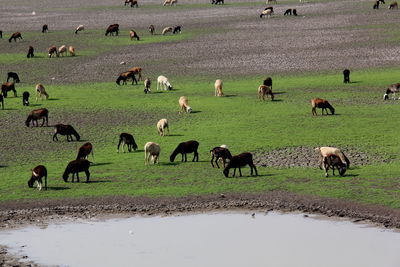 Cows grazing on landscape