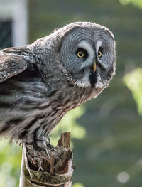 Close-up of owl perching outdoors