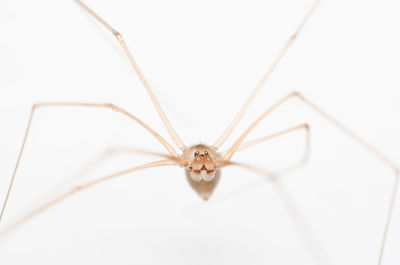 Common spider very small and long leg, home spider. close-up of spider on white background