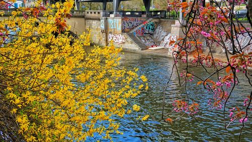 Flowering trees against river