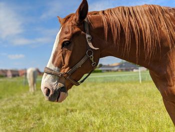 Close-up of a horse on field