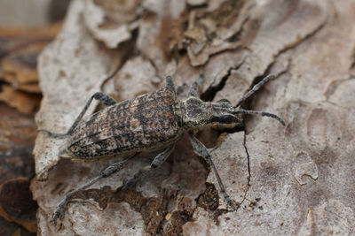 Close-up of insect