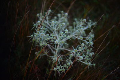 Close-up of plants at night