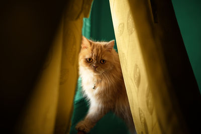 Portrait of cat looking at camera