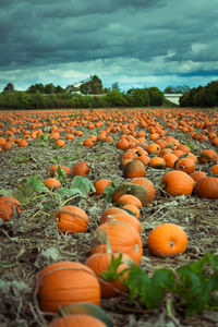 Close-up of pumpkins on field against sky