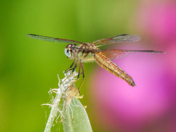 Close-up of damselfly on leaf