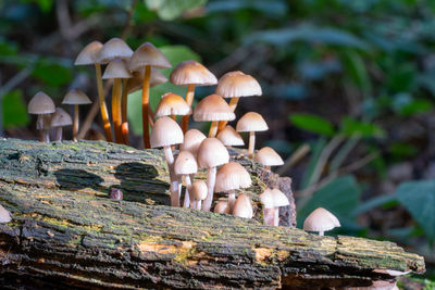 Close up low level view of wild british woodland mushrooms