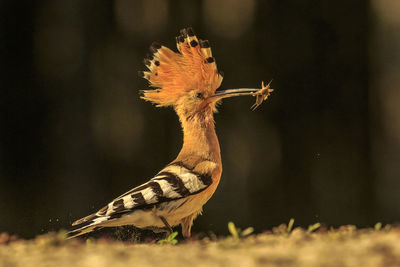 Close-up of a bird on a land