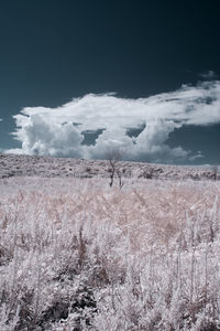 Scenic view of snow field against sky