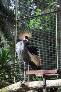 In this photo there is a gray-crowned crane, the bird is in a captive cage, looking at the camera