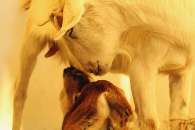 Close-up of two dogs drinking