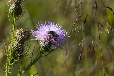 Close-up of purple thistle flower